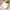 16 BOGO Deal - 2 x 16 Builder Gel Brush - HyBa® BEAUTY